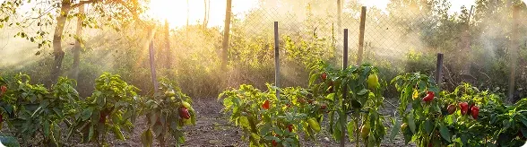 Garden with plants