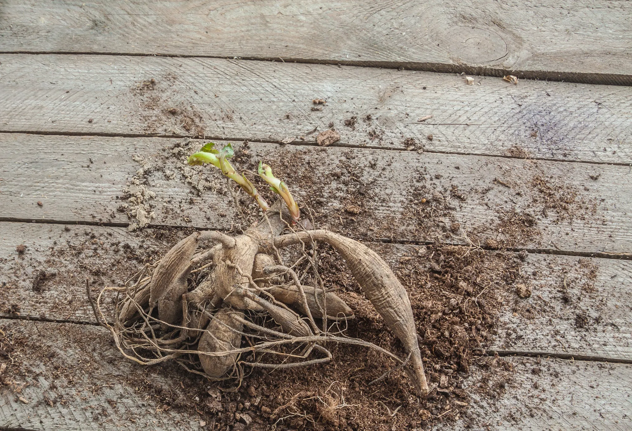 dahlia tuber with sprouts laying on wooden table