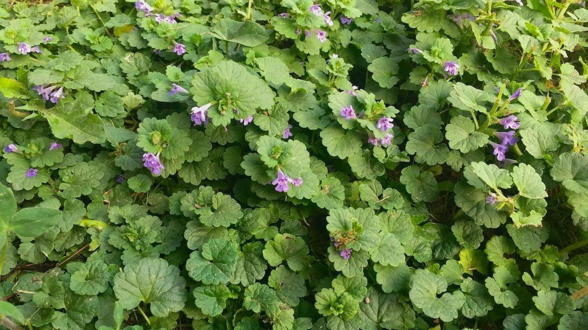 A patch of creeping Charlie