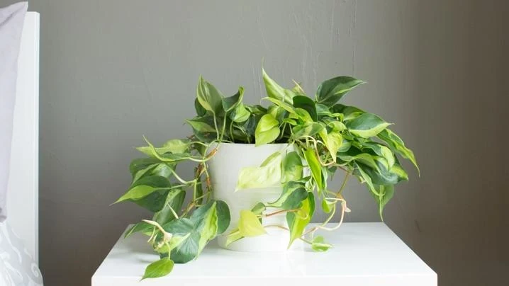 autumn queen philodendron Philodendron Autumn