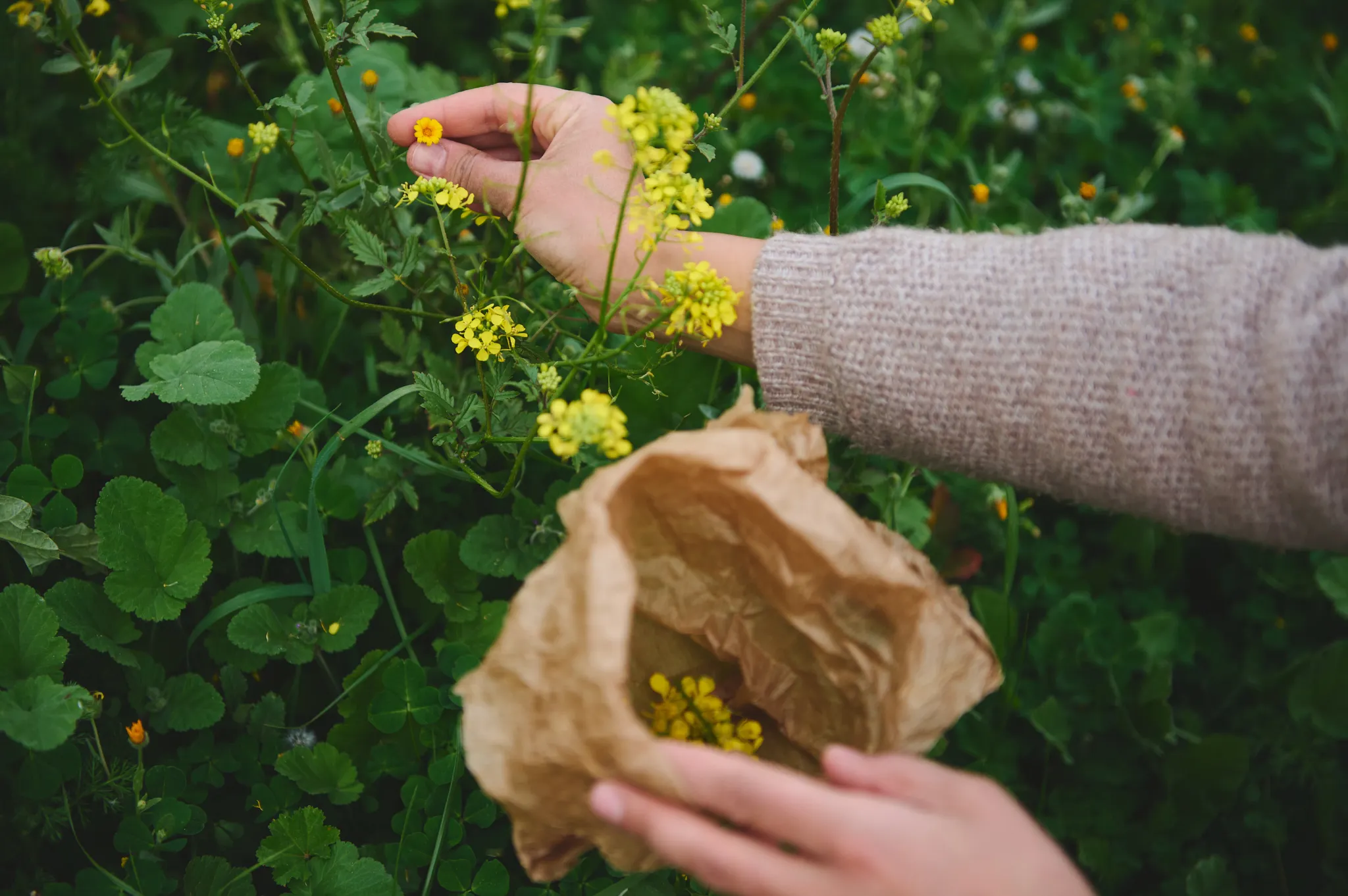 Close-up of hands harvesting yellow wildflowers into a paper bag.