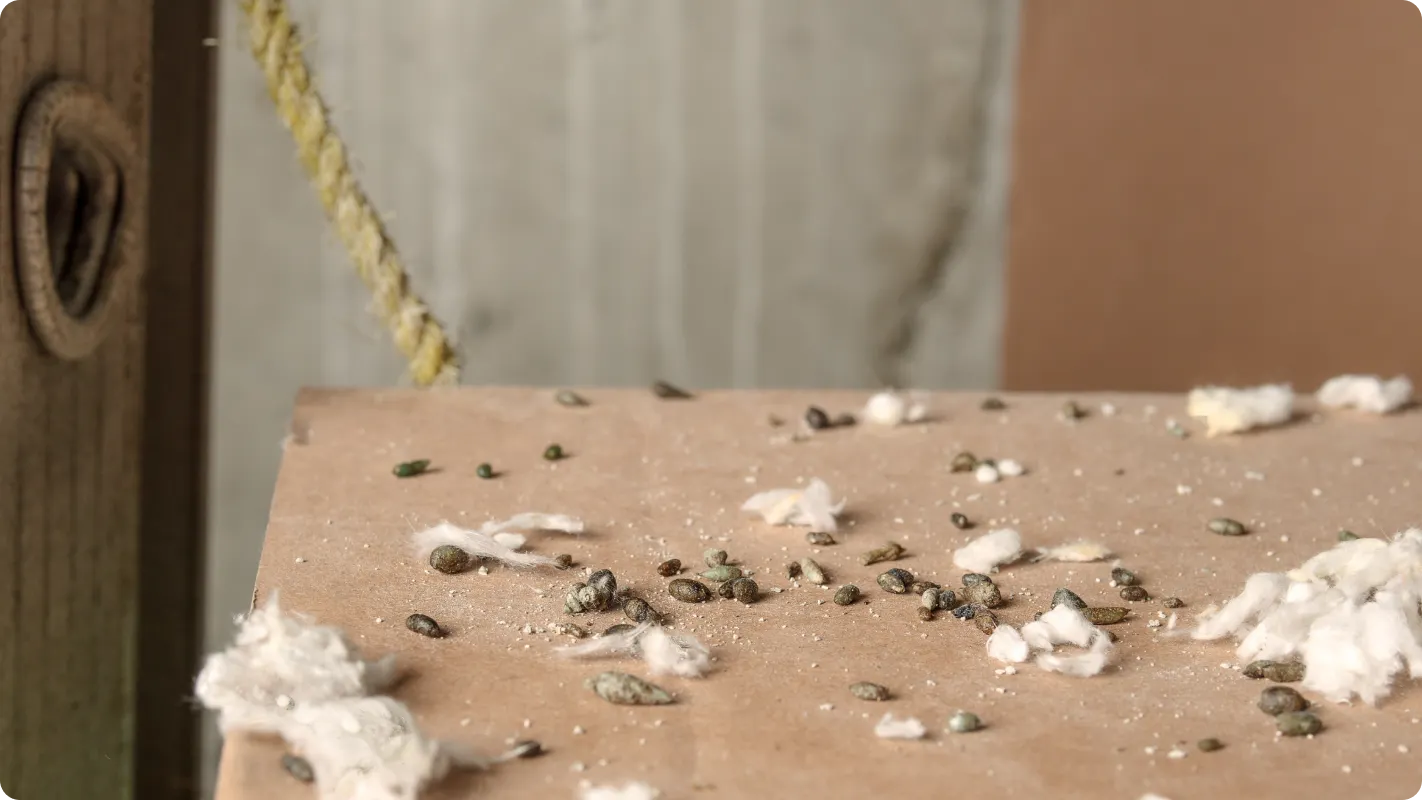 A corner of a table with some type of rodent droppings on it possibly in a garage