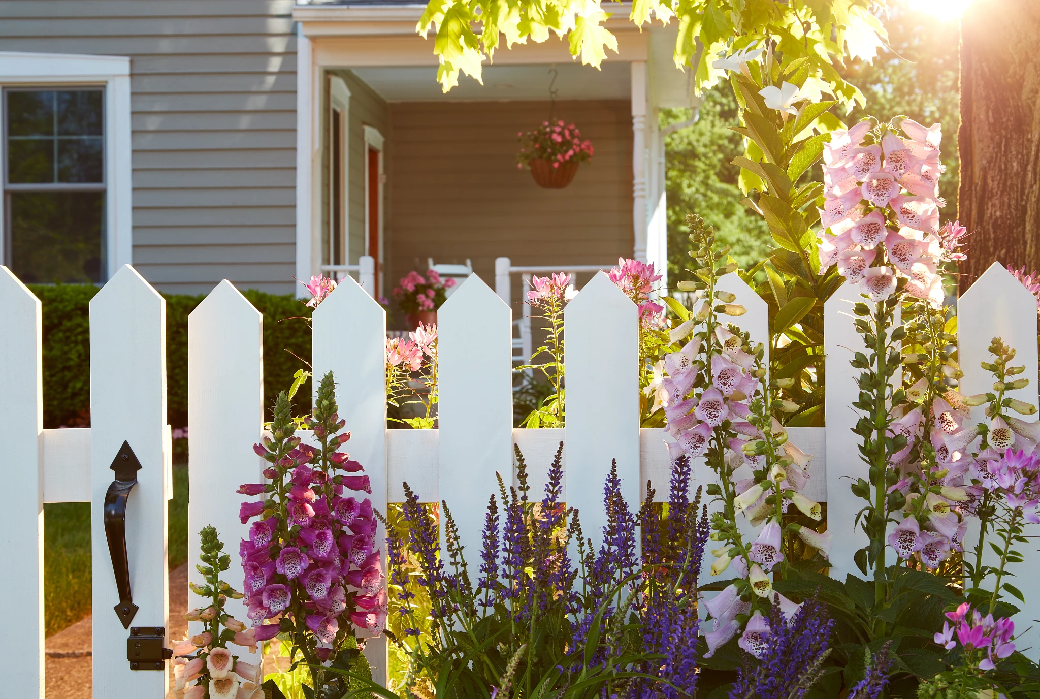 Foxgloves growing in front of a white picket fence in the front of a home