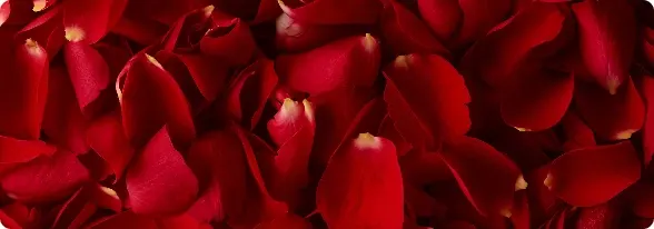 Rose petals