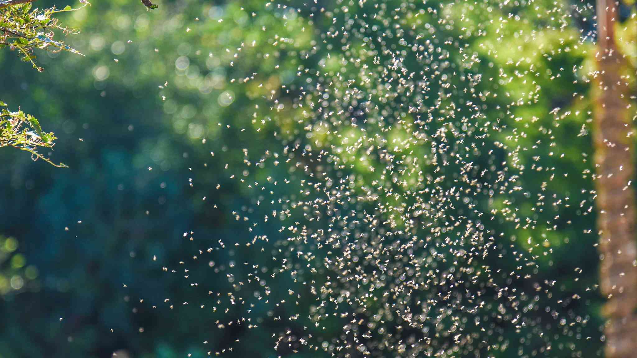 Insects Outside Common Outdoor Bugs and How to Deal with Them | ScottsMiracle-Gro US