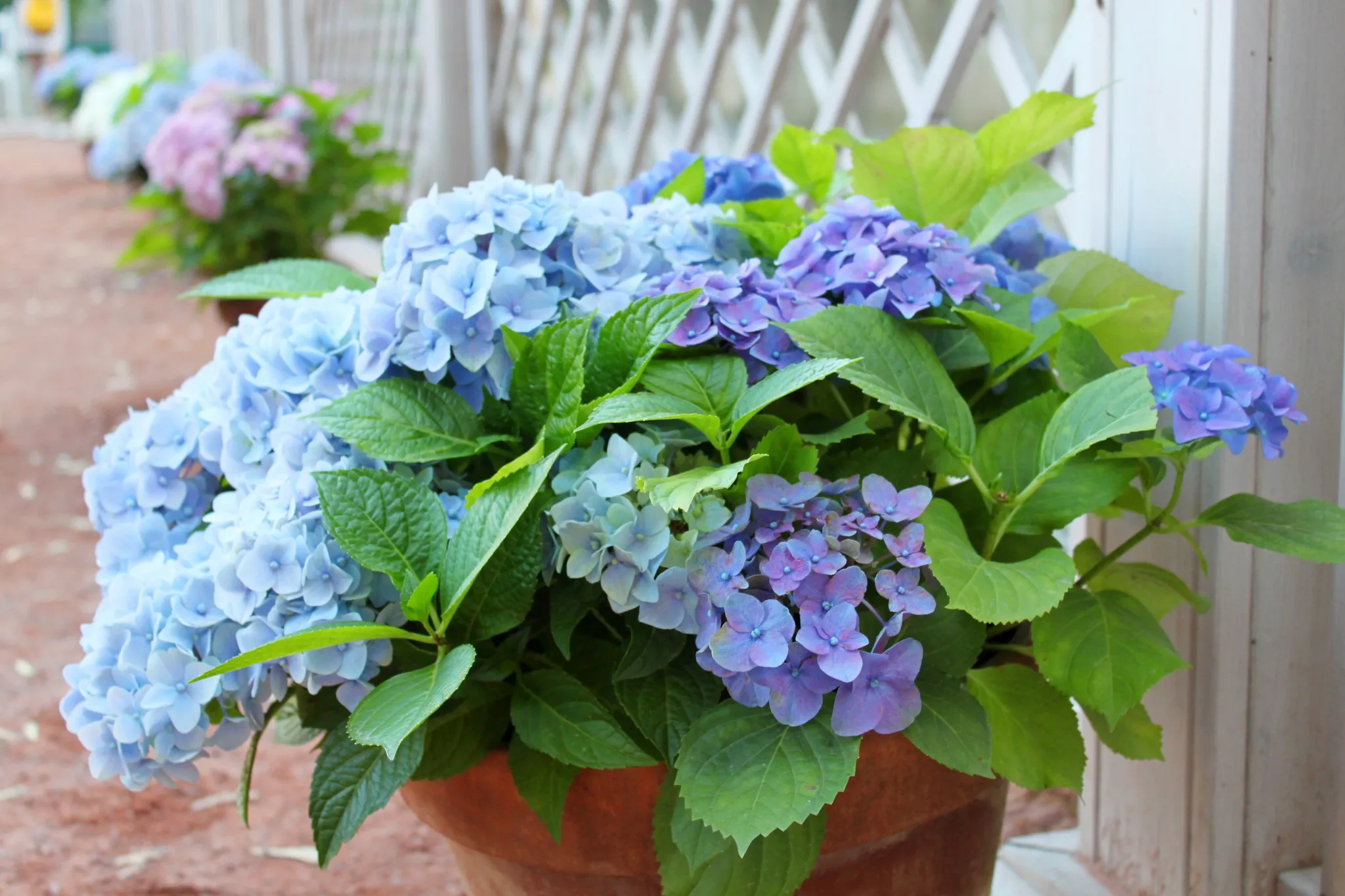 blue hydrangea flowers in pots next to the white fence