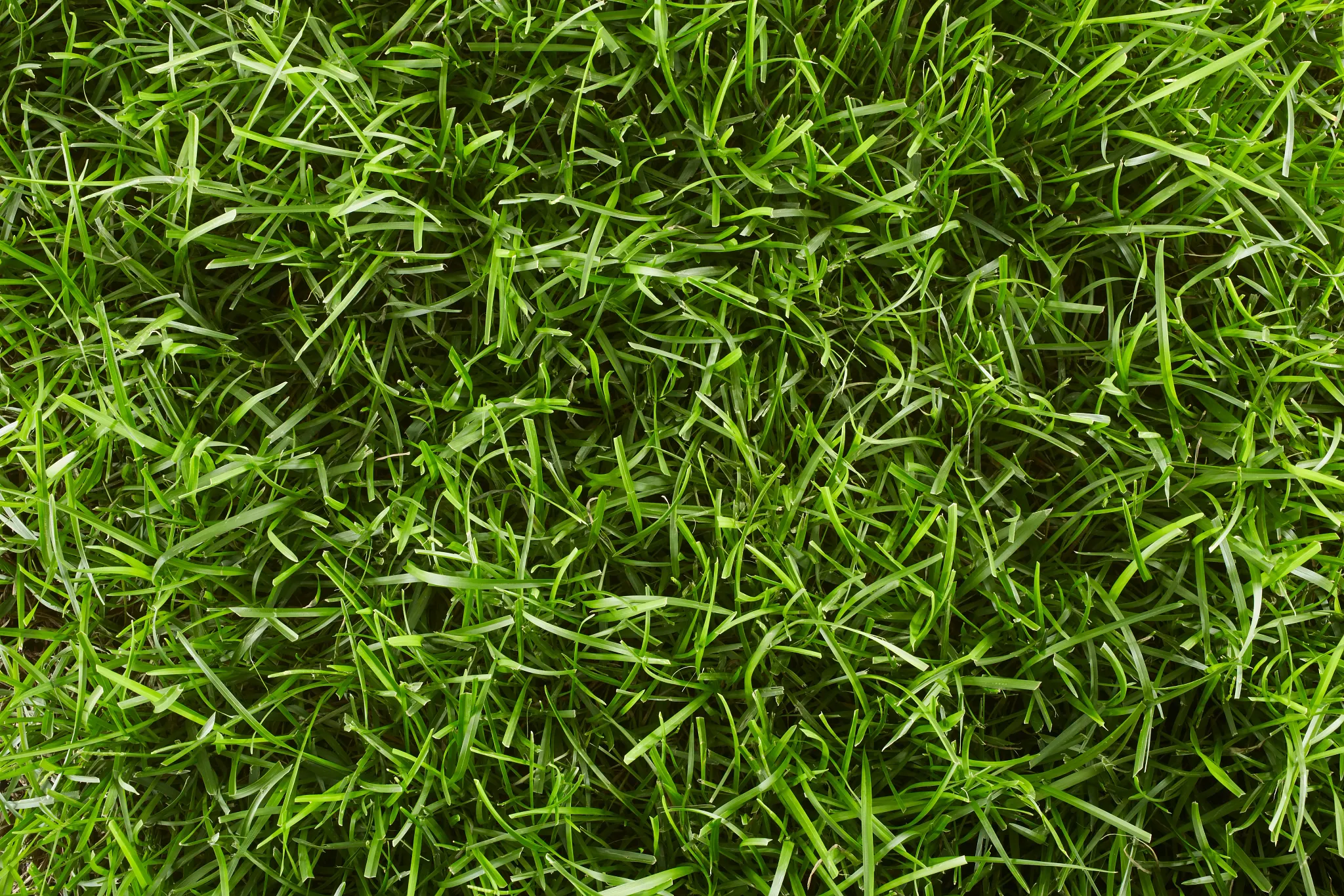 Top view of a centipede grass lawn.