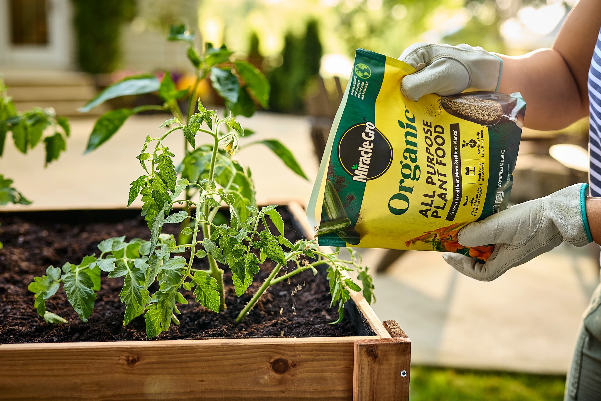 Woman feeding her raised bed vegetable garden with Miracle-Gro organic plant food granules.