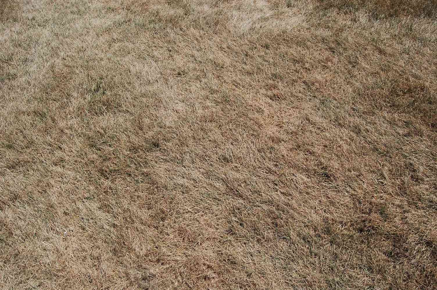 How to Revive Dead Grass After Drought: Proven Recovery Tips