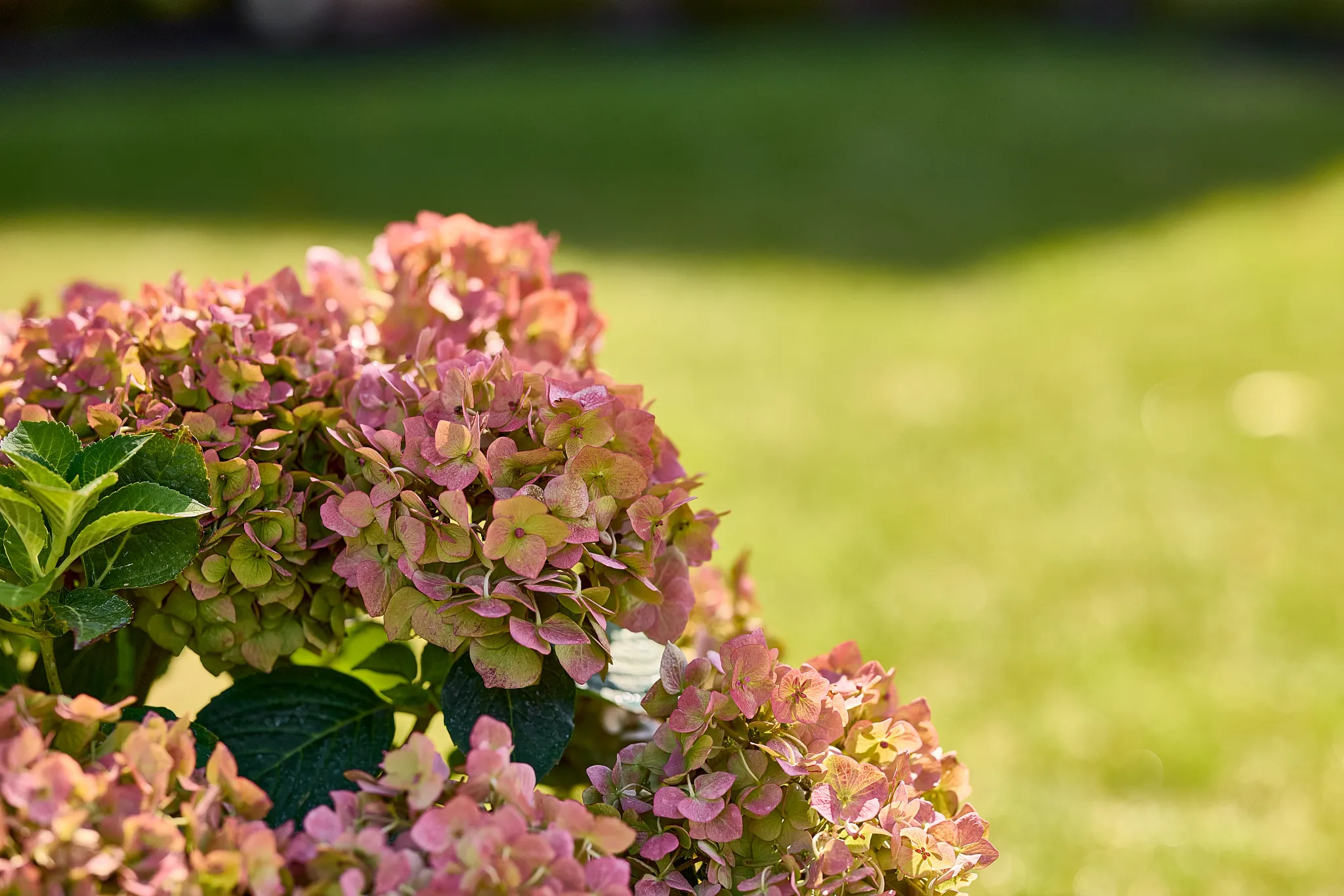 hydrangea blooms changing from green to pink
