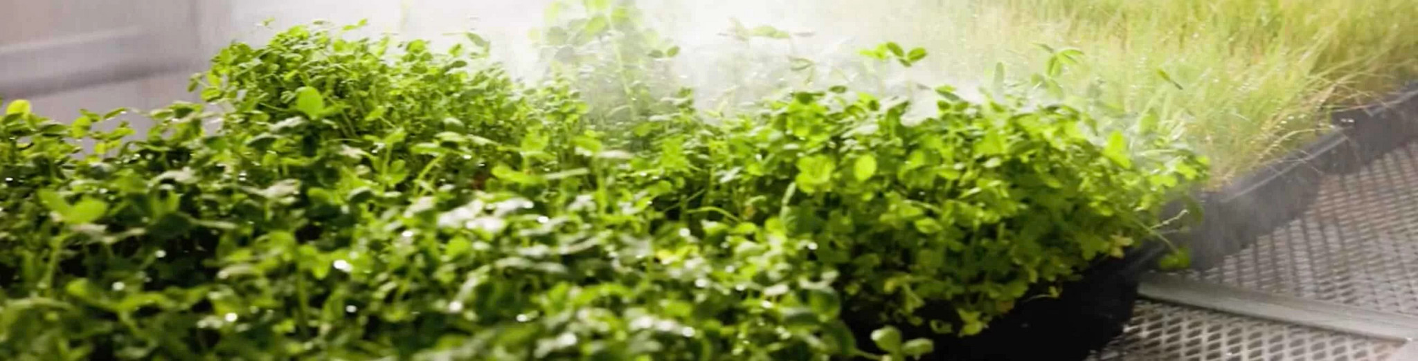 Grass testing in greenhouse