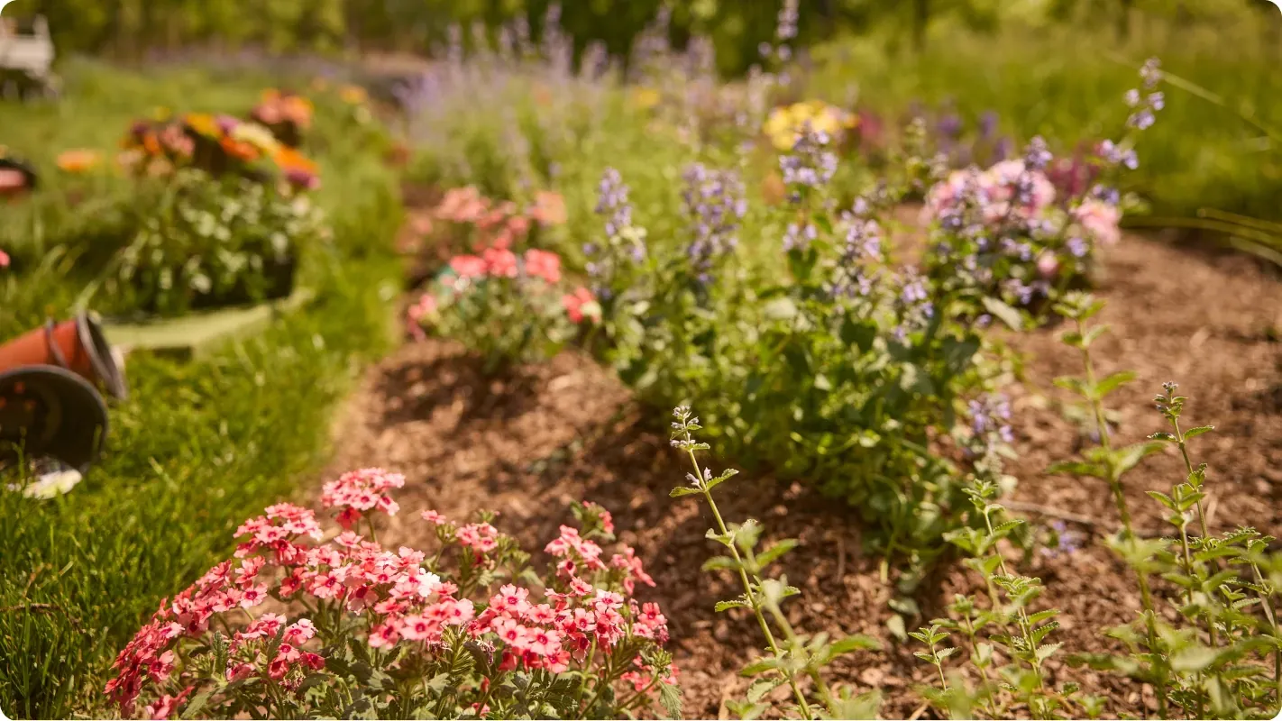 Garden bed with flowers growing healthy