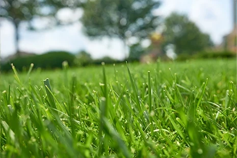 Healthy Lawn Full Website (Copy, 234 selected)