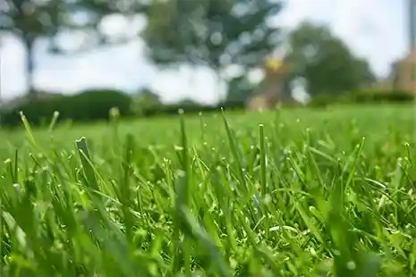 Healthy Lawn Full Website (Copy, 234 selected)