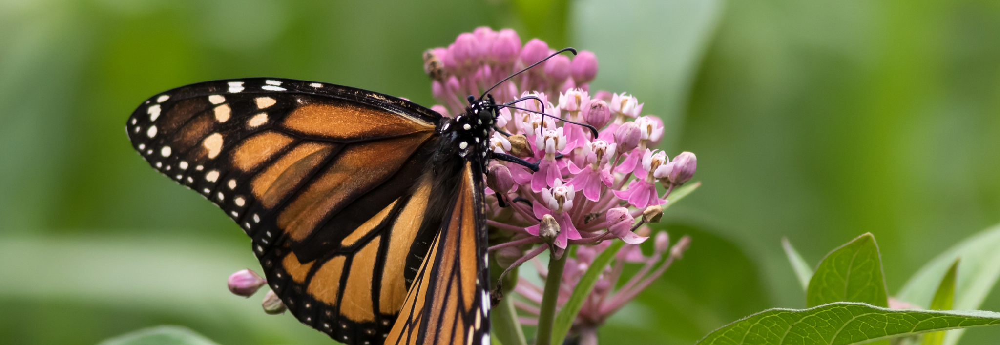 butterfly in flower