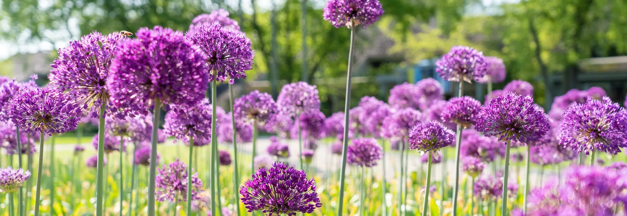 Purple allium flowers in bloom with green lawn and trees in the background. Overlay quote from Baldwin discussing avoiding mulch around annual flowers in favor of a composting-type soil amendment.