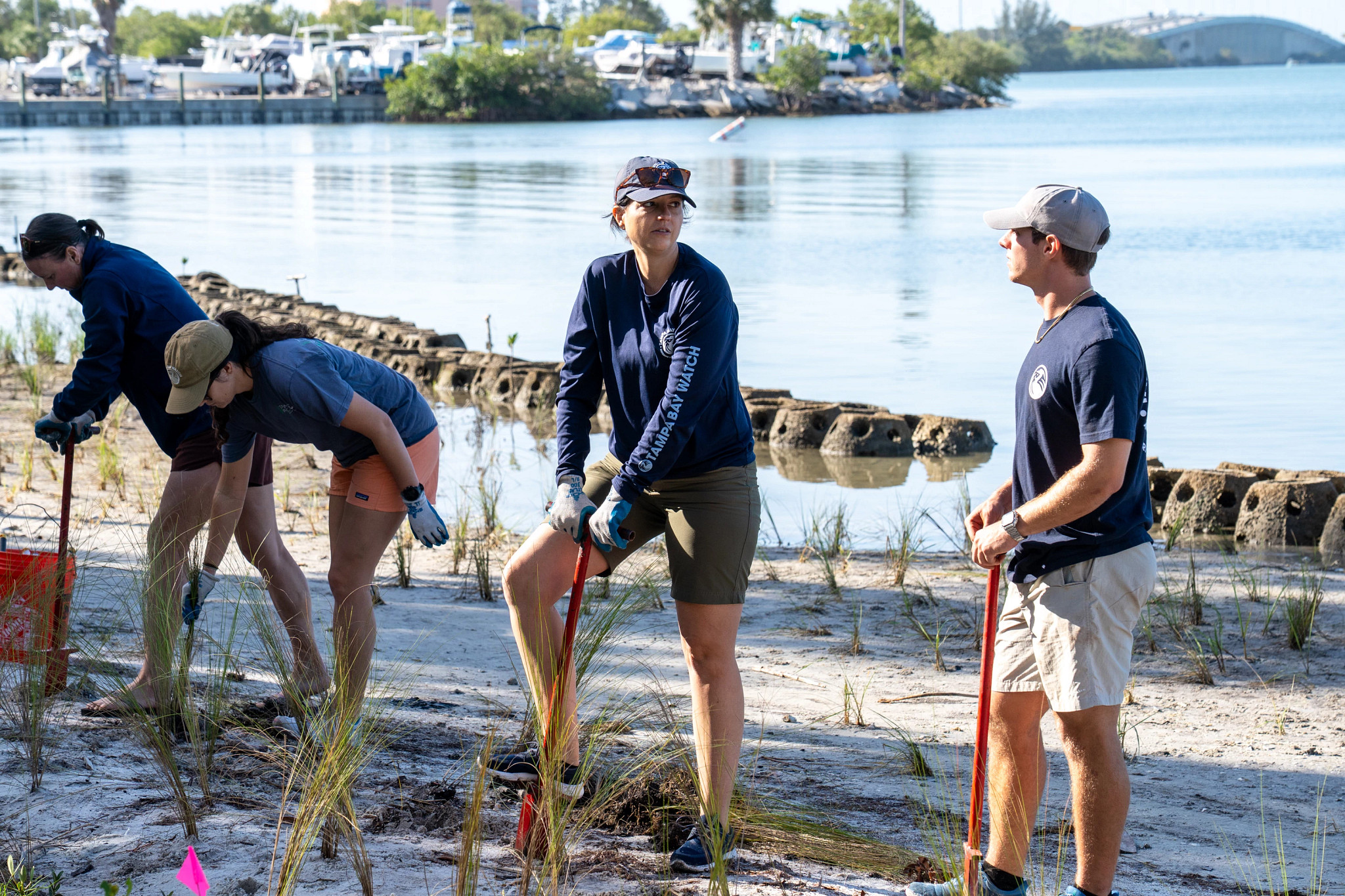 Tampa Bay Watch volunteers work on coastal restoration 