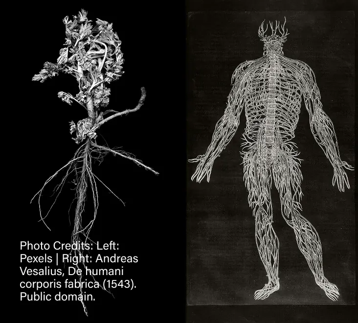 A root system constructed to look like a human skeleton - Photo Credits: Left: Pexels | Right: Andreas Vesalius, De humani corporis fabrica (1543). Public domain.