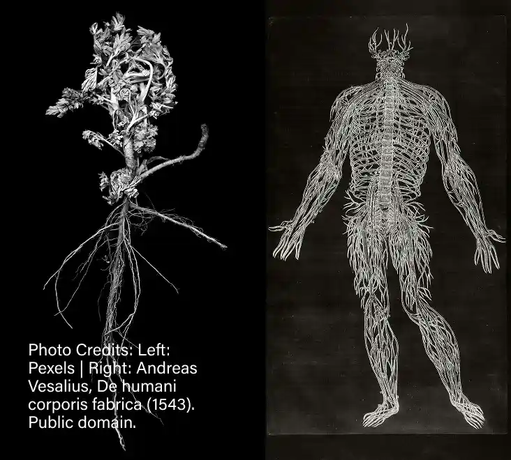 A root system constructed to look like a human skeleton - Photo Credits: Left: Pexels | Right: Andreas Vesalius, De humani corporis fabrica (1543). Public domain.