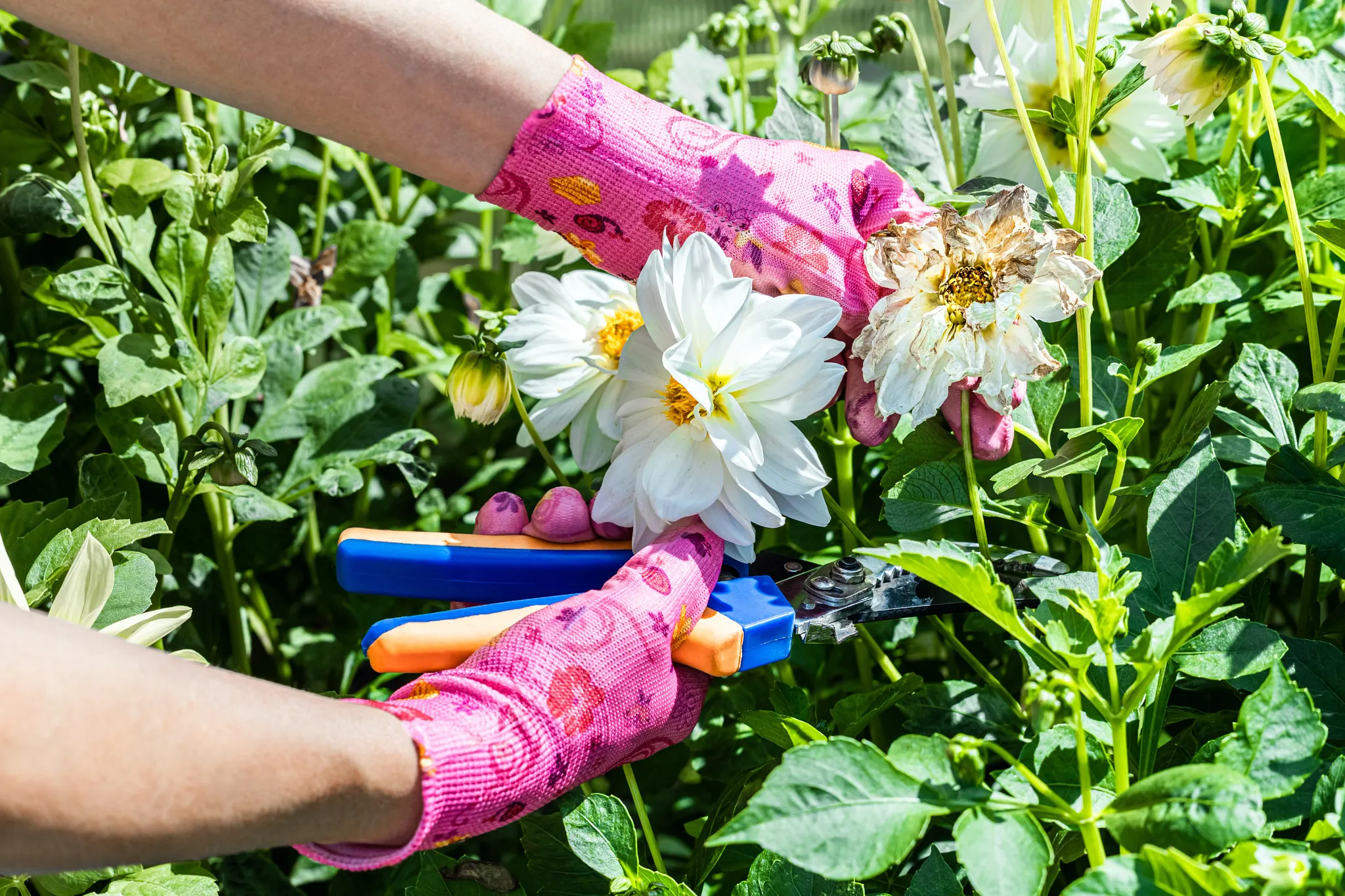 Deadheading dahlia flowers in the garden