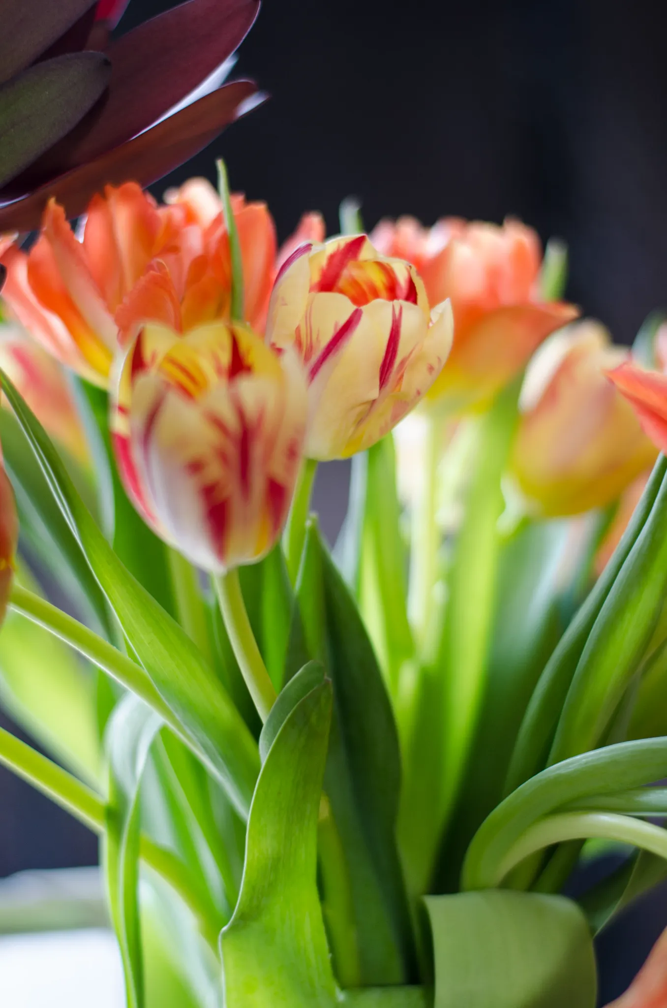 multi-colored tulips in a pot