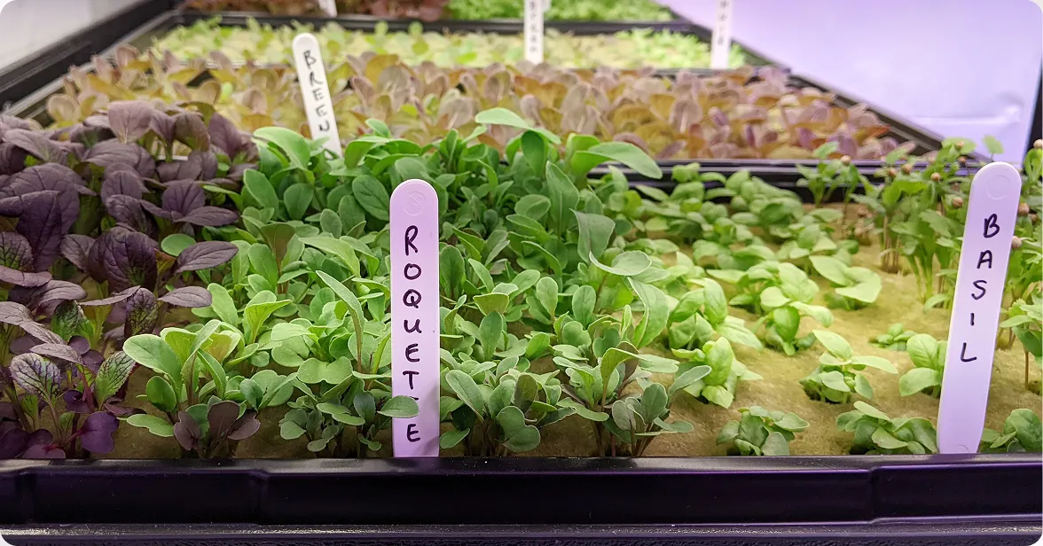 Fresh green seedling sprouts growing under indoor grow lights in a propagation tray with purple garden plant markers.
