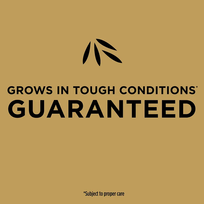 Scotts&reg; EZ Seed&reg; Patch & Repair Bermudagrass image number 5.0