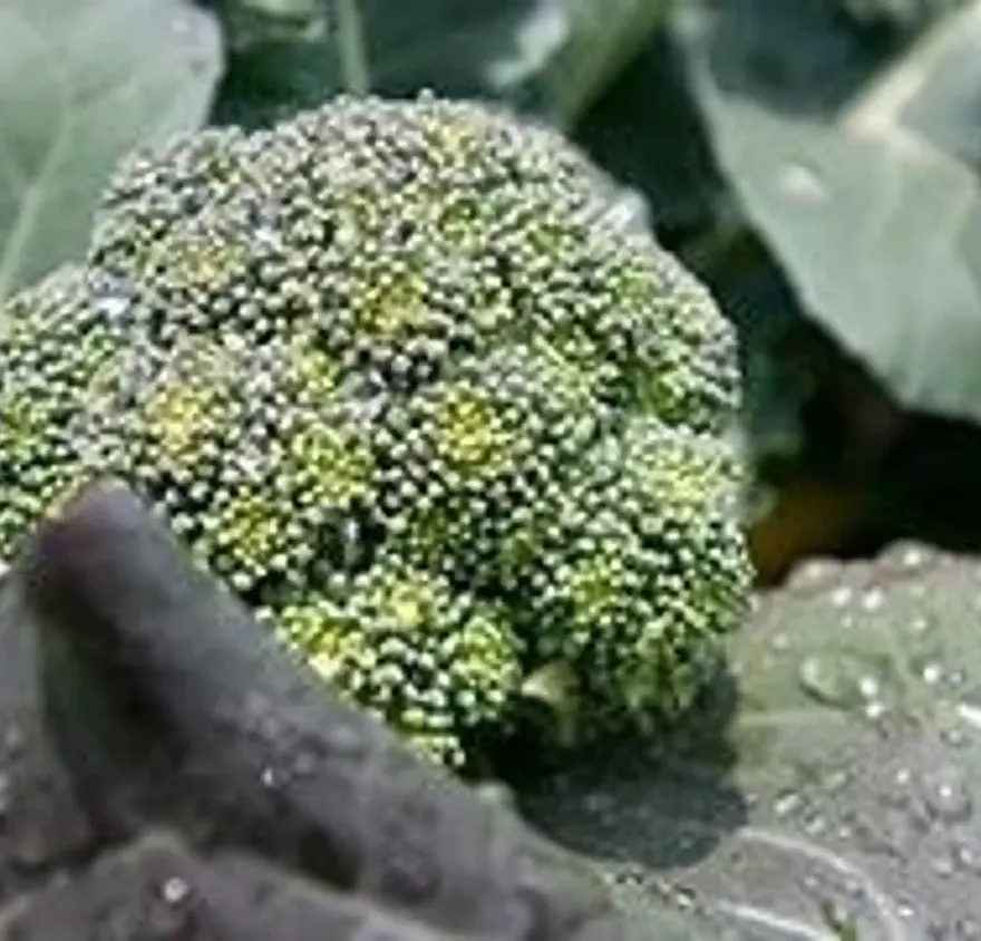 Broccoli 