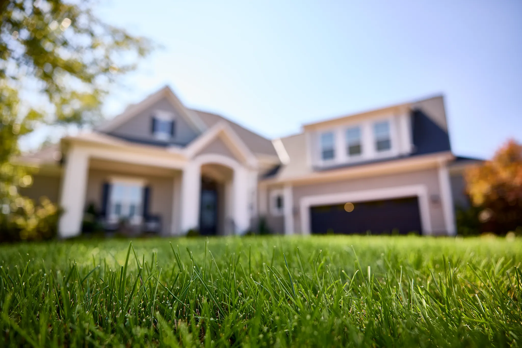 Front yard during summer with tall fescue grass