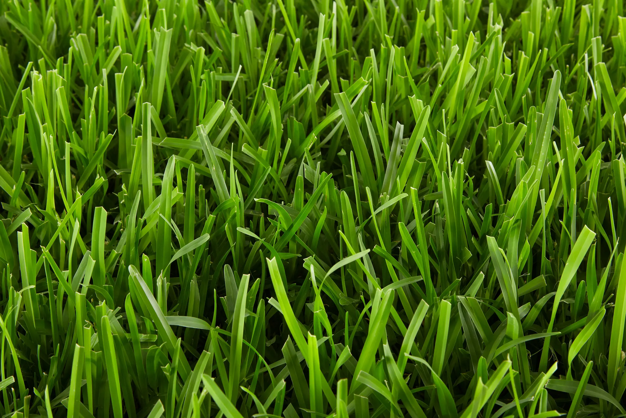 Close-up view of St. Augustine grass blades