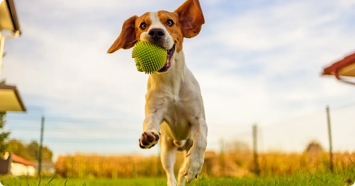 dog running