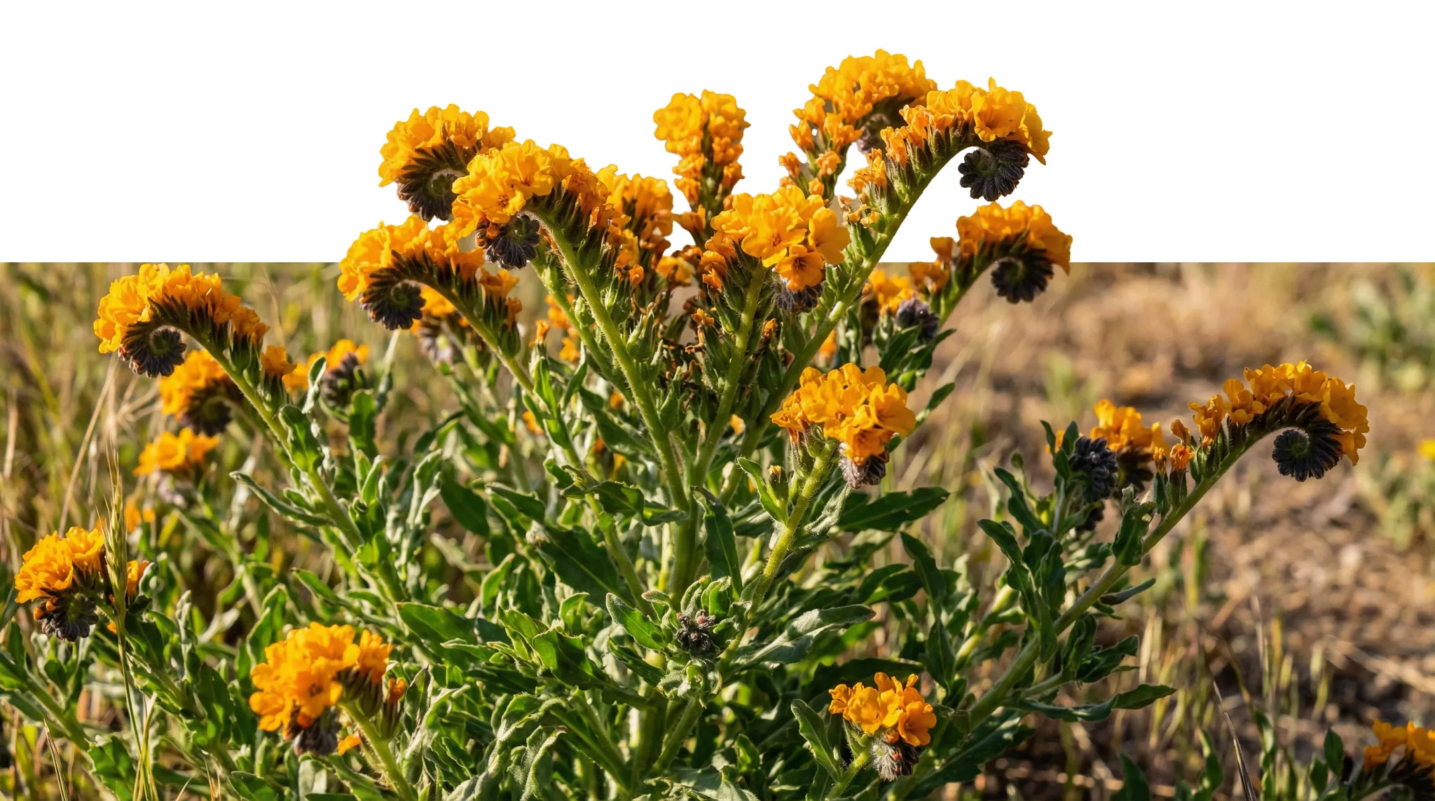 Yellow flowers field