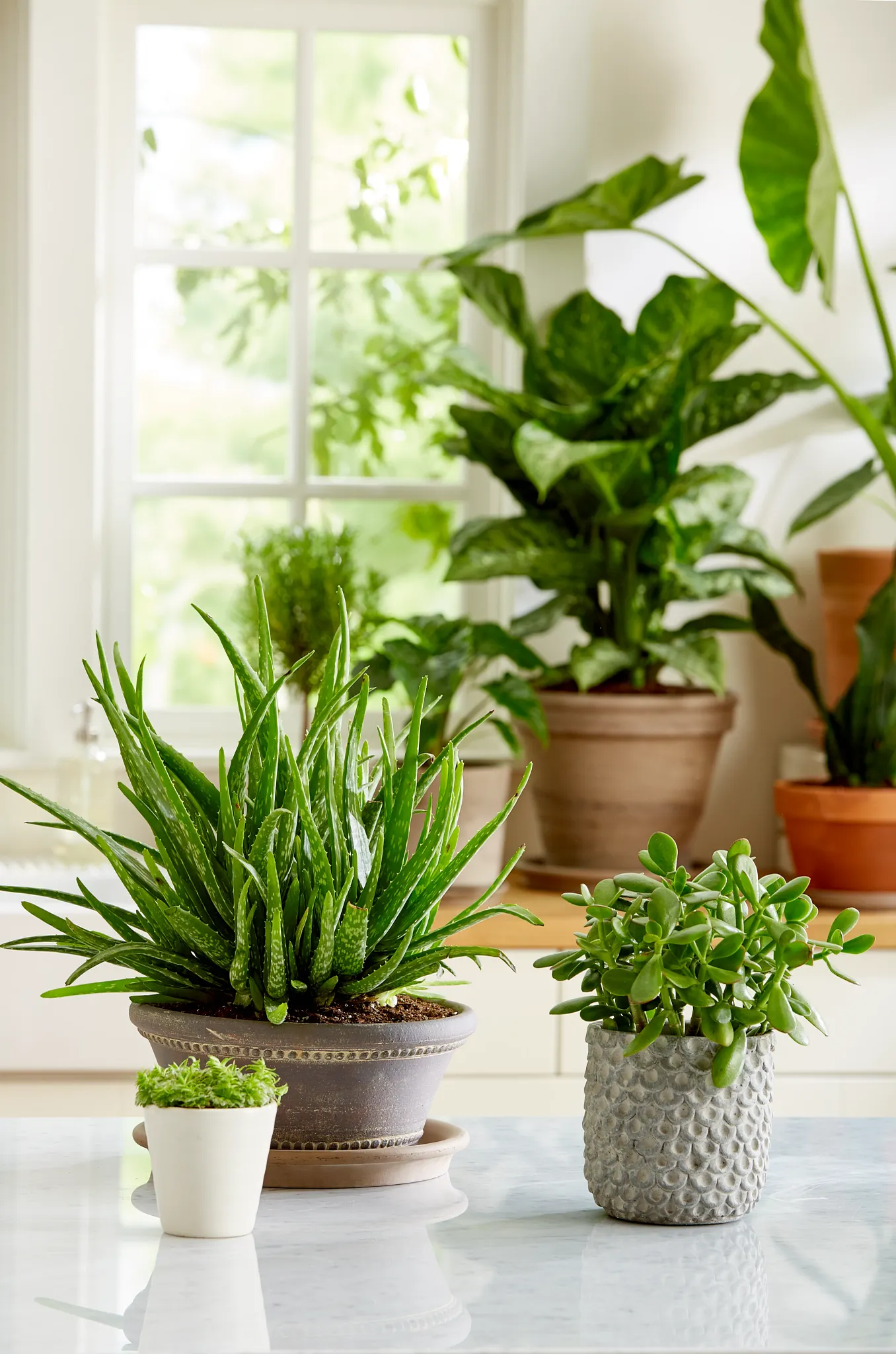 Potted tropical plants sitting on a kitchen counter