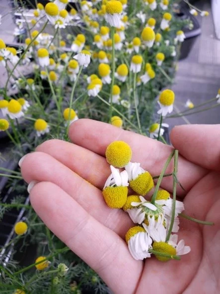 Make Your Own Chamomile Tea | ScottsMiracle-Gro US
