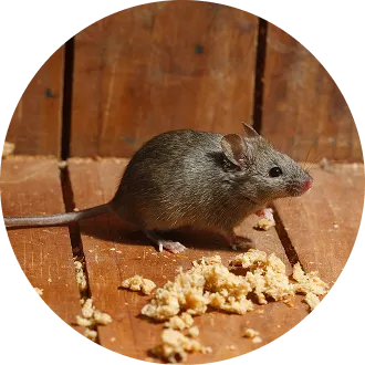 Mice