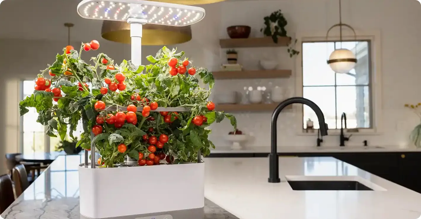 An AeroGarden with ripe tomatoes ready for harvest sitting on a kitchen counter