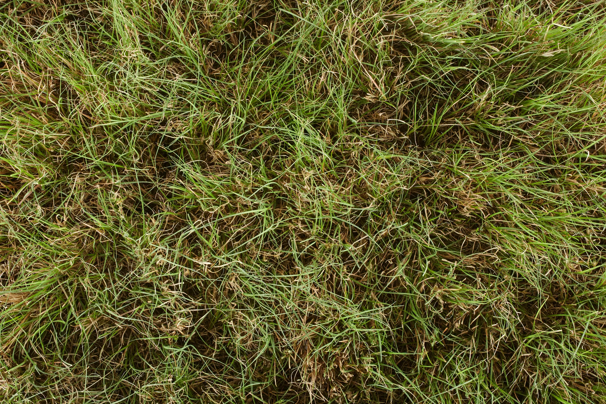 top view of buffalo grass