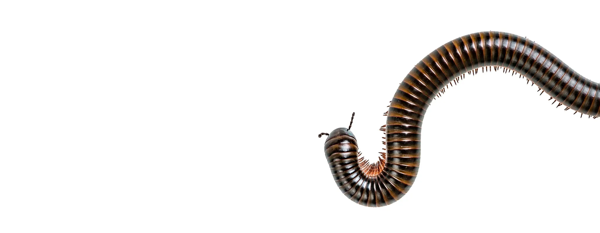 a millipede