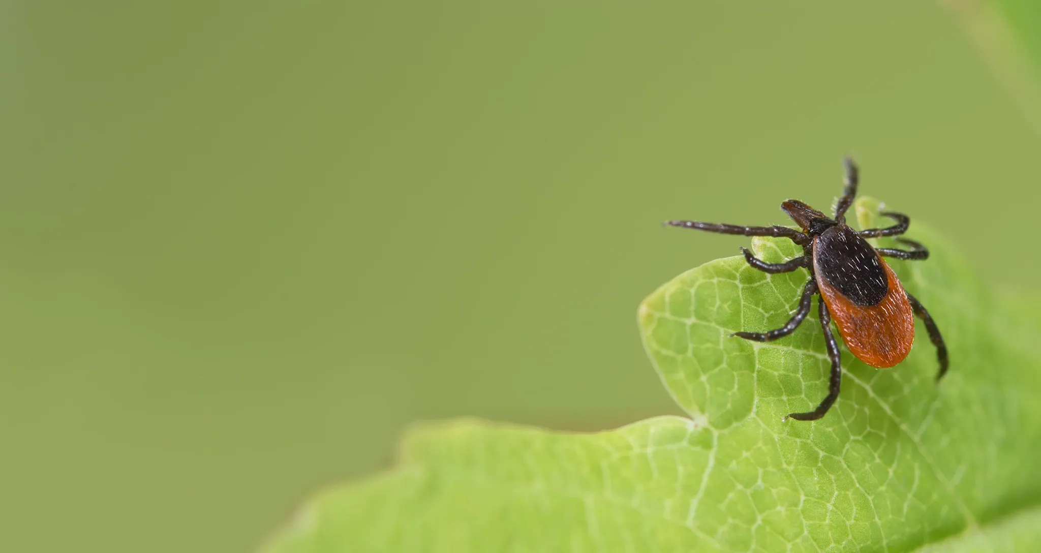ticks danger
