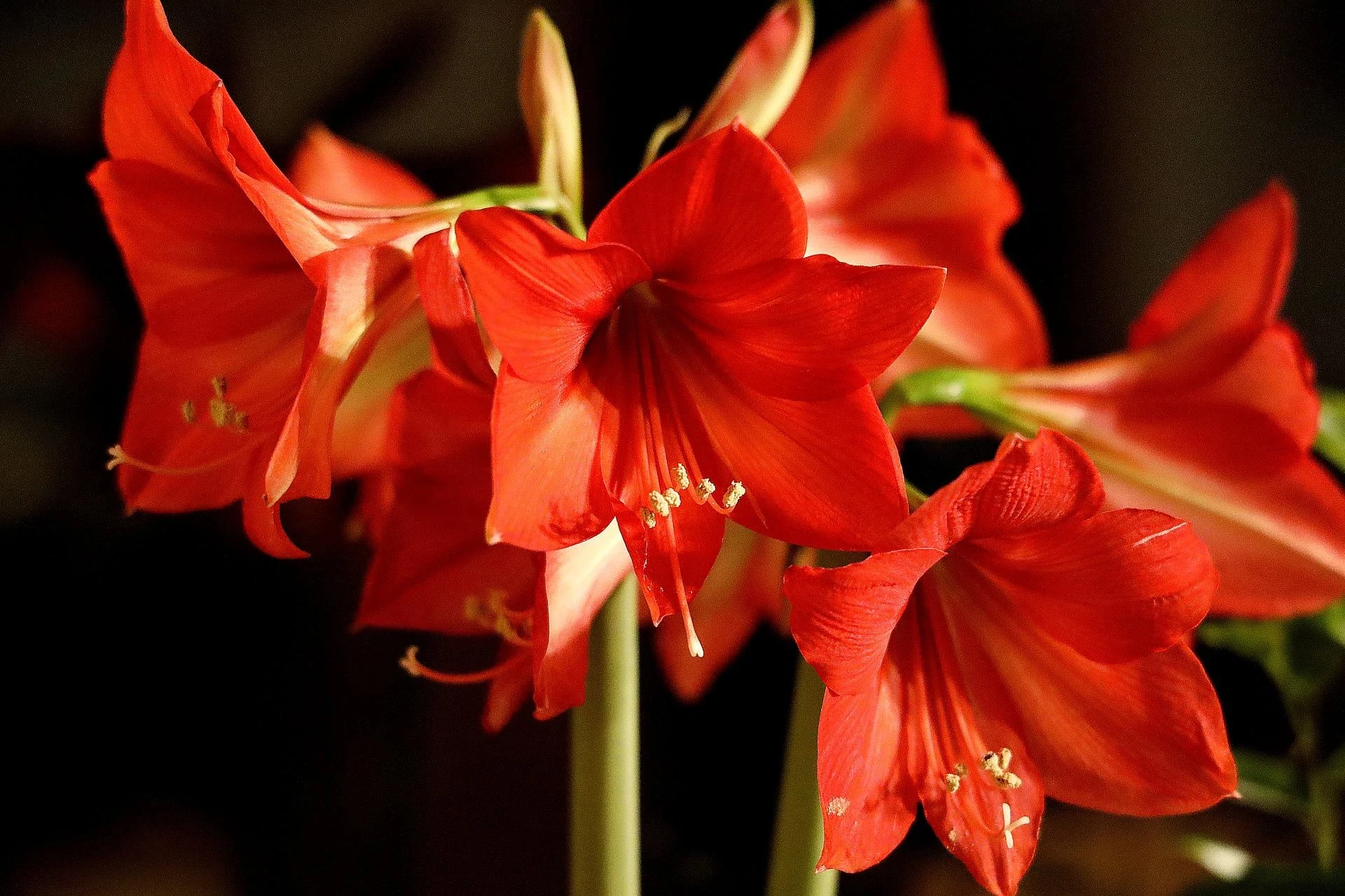 How to Plant, Grow, and Care For Amaryllis | ScottsMiracle-Gro CA
