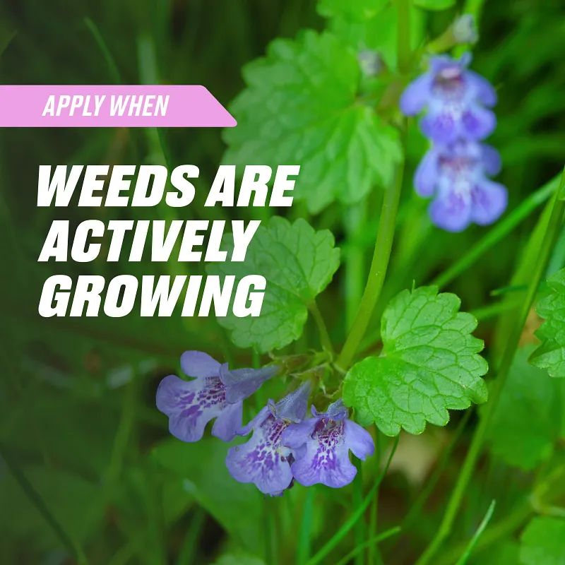 Ortho Chickweed, Clover & Oxalis Killer for Lawns Concentrate image number 7.0