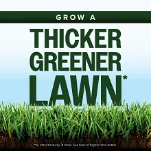 Scotts Kentucky 31 Grass Seed Mix image number null