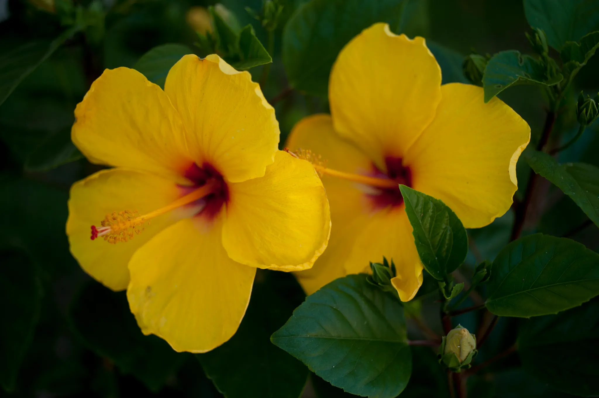 Dual yellow tropical hibiscus flowers from a garden in Southern California