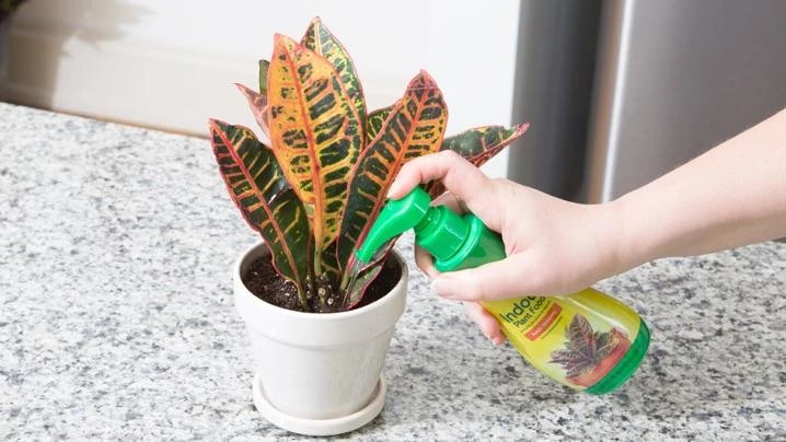 Feeding croton plant with indoor plant food
