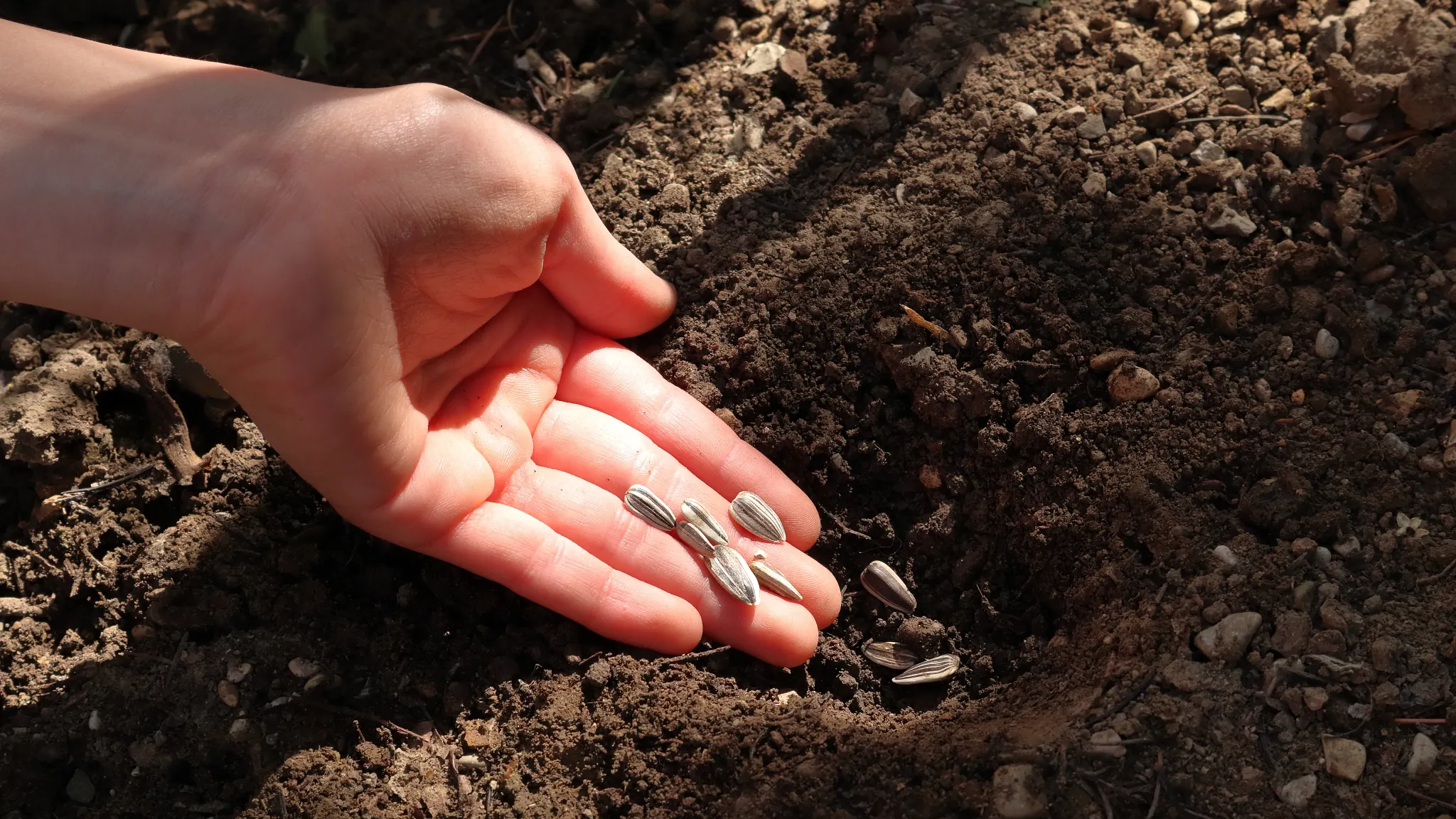Sowing sunflower seeds in the garden, a hand planting sunflowers directly into the ground.