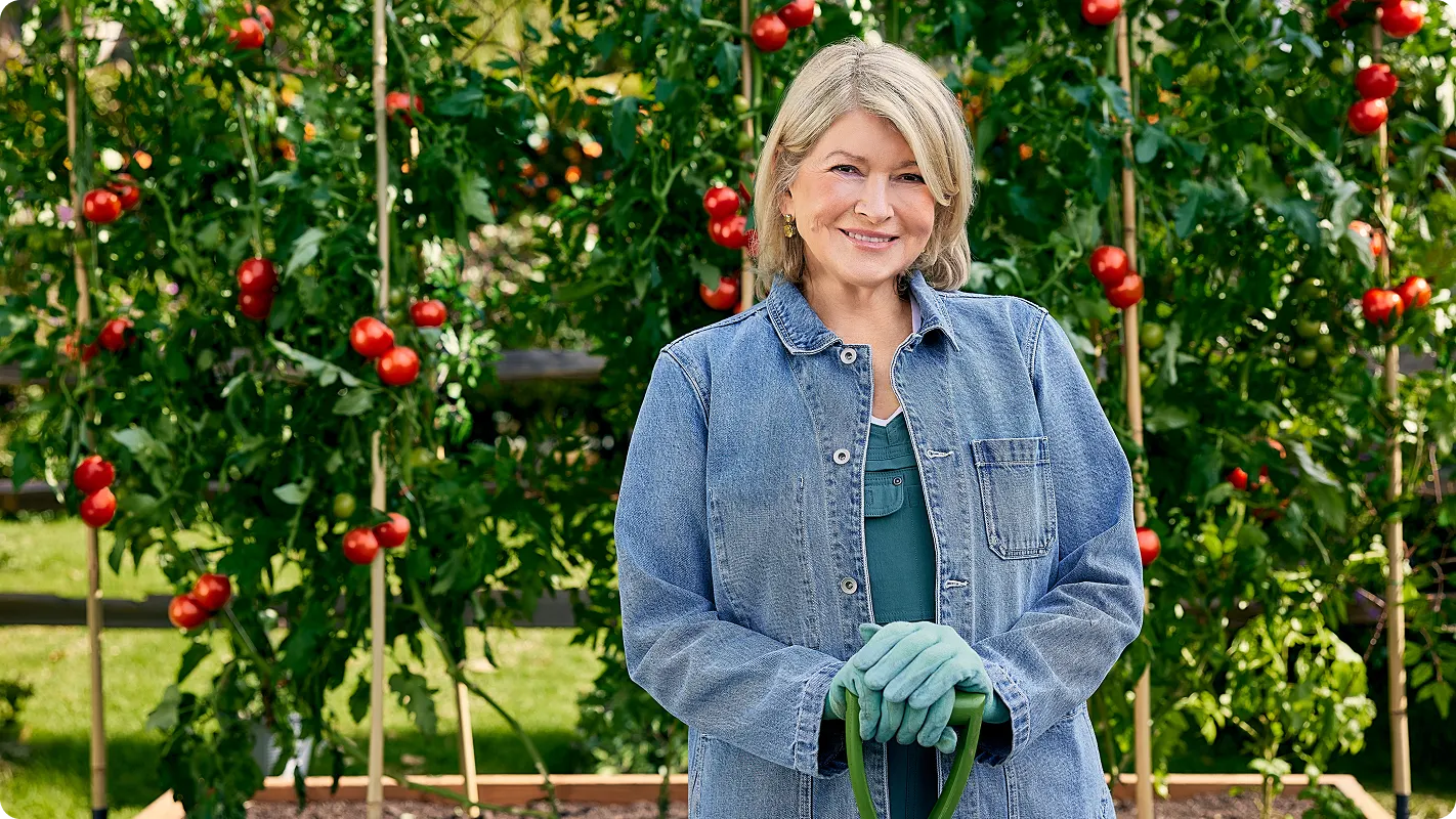 Martha Stewart is standing in front of her tomato garden where the tomato vines are taller than she is. She stands in front in a jean overcoat with garden gloves on holding a shovel