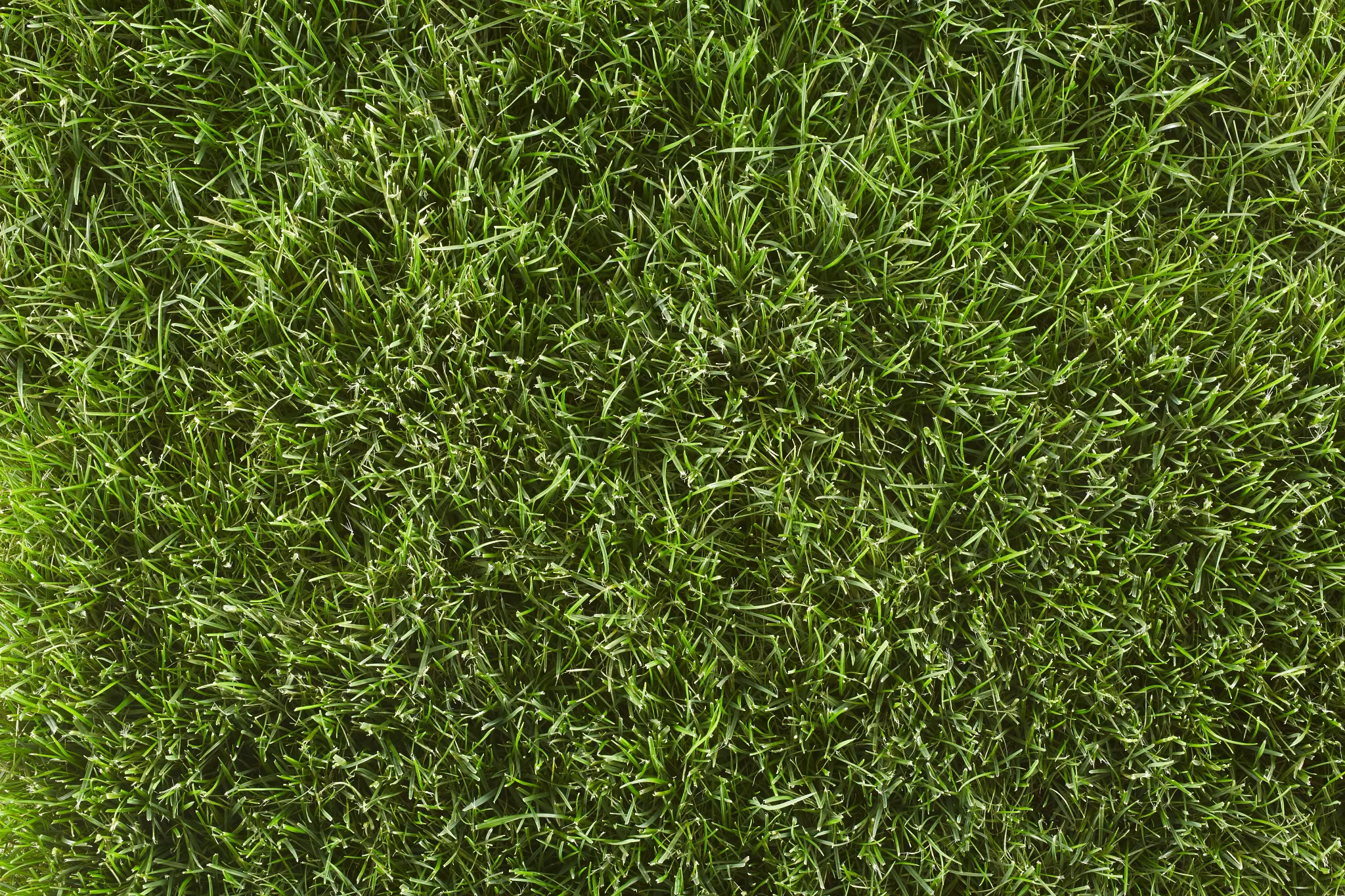 top view of a Kentucky bluegrass lawn